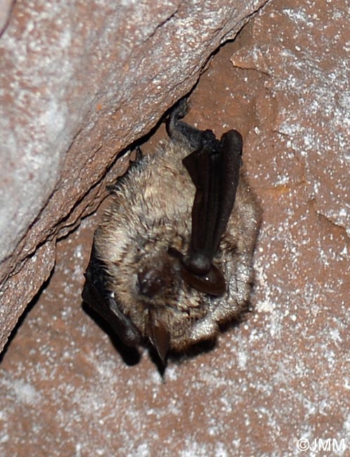 Myotis emarginatus Murin à oreilles échancrées